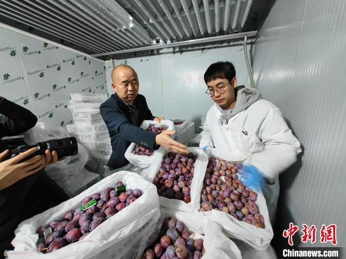 突破瓶颈 新疆西梅产业有了新的“保鲜之道”