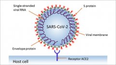 防疫新思路：低落ACE2活性 赛立复NADH有效加强免疫力防止变种病毒