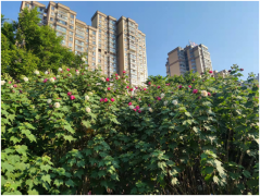 金秋时节到滨河景抚玩芙蓉花开