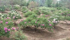 颠覆花草种植业，全新庭院抚玩花草--中川树牡丹