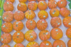 <b>外观追溯系统精准识别 让防伪标签“绑定”商品实物</b>